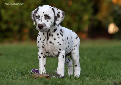 Yellow Autumn vom Teutoburger Wald (Hündin | weiß-braun)