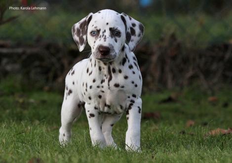 Yellow Autumn vom Teutoburger Wald (Hündin | weiß-braun)