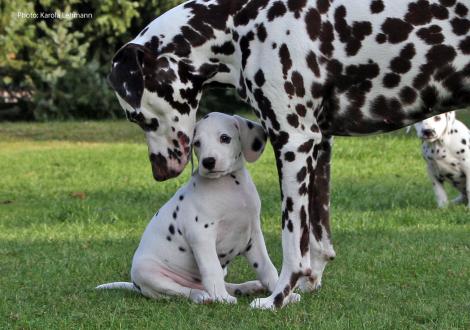 Tante United Pleasure vom Teutoburger Wald mit Your Eminence vom Teutoburger Wald