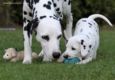 Mama Obonya´s Pride Anna-Ariella mit ihrer Tochter Yasmin Bloom vom Teutoburger Wald
