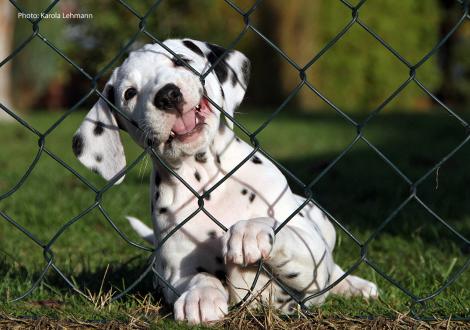 Yupiter Moon vom Teutoburger Wald