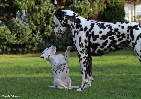 Tante United Pleasure vom Teutoburger Wald mit Your Eminence vom Teutoburger Wald