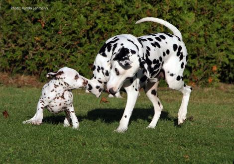Mama Obonya´s Pride Anna-Ariella mit ihrem Sohn Ypsilon Wing vom Teutoburger Wald