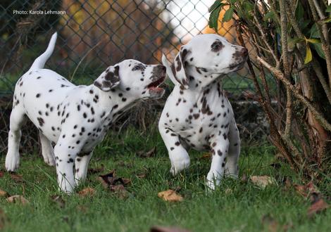 Yellow Autumn mit ihrem Bruder Ypsilon Wing vom Teutoburger Wald