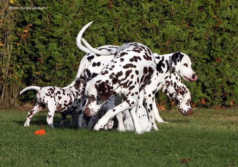 Rudelerziehung mit Mama Obonya´s Pride Anna-Ariella und den Onkeln Christi ORMOND Coppola und Christi ORMOND Exquisite Selection