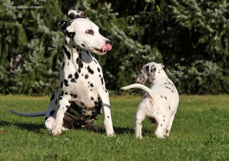 Mama Obonya´s Pride Anna-Ariella mit ihrem Sohn Yard Protector vom Teutoburger Wald