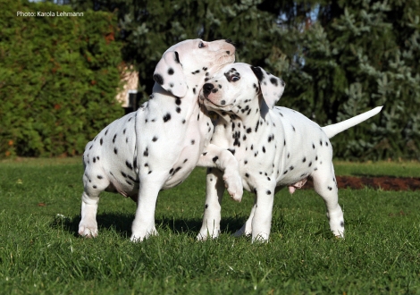 Yupiter Moon mit seinem Bruder Yard Protector vom Teutoburger Wald