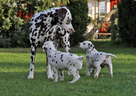 Tante United Pleasure vom Teutoburger Wald mit Your Eminence und Yes we Can vom Teutoburger Wald