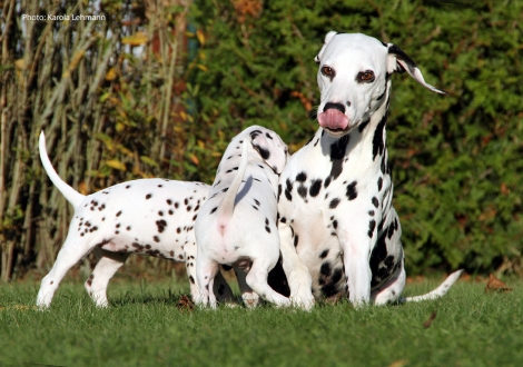 Mama Obonya´s Pride Anna-Ariella mit Yellow Autumn und Your Eminence vom Teutoburger Wald