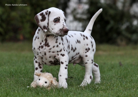 Ypsilon Wing vom Teutoburger Wald