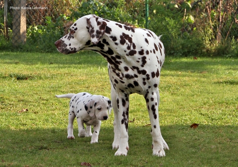 Yupiter Moon vom Teutoburger Wald mit seinem Onkel Christi ORMOND Exquisite Selection