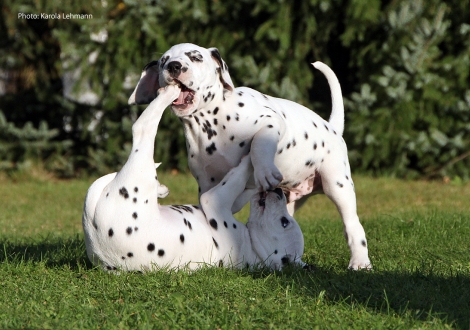 Yasmin Bloom mit ihrem Bruder Yard Protector vom Teutoburger Wald