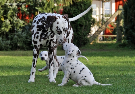 Tante United Pleasure vom Teutoburger Wald mit Your Eminence und Yes we Can vom Teutoburger Wald
