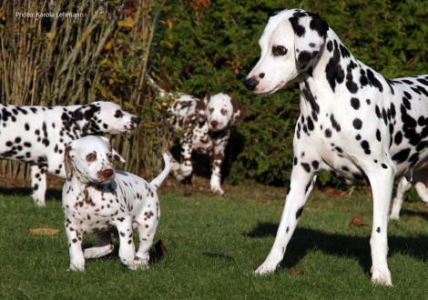 Mama Obonya´s Pride Anna-Ariella mit ihrem Sohn Ypsilon Wing vom Teutoburger Wald