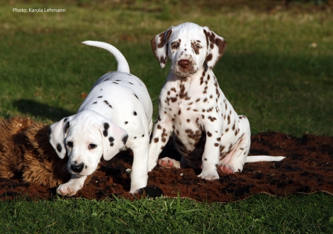 Yasmin Bloom mit ihrem Bruder Ypsilon Wing vom Teutoburger Wald