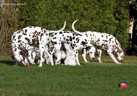Rudelerziehung mit Mama Obonya´s Pride Anna-Ariella und den Onkeln Christi ORMOND Coppola und Christi ORMOND Exquisite Selection