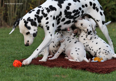 Mama Obonya´s Pride Anna-Ariella mit ihrem Y-Wurf vom Teutoburger Wald