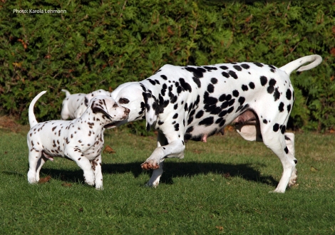 Mama Obonya´s Pride Anna-Ariella mit ihrem Sohn Ypsilon Wing vom Teutoburger Wald