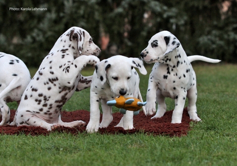 Ypsilon Wing mit Yasmin Bloom und Yard Protector vom Teutoburger Wald