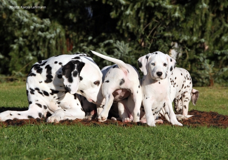 Mama Obonya´s Pride Anna-Ariella mit ihrem Sohn Your Eminence vom Teutoburger Wald