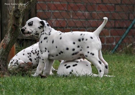 Yard Protector vom Teutoburger Wald (Rüde | weiß-schwarz)