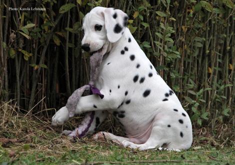 Your Eminence vom Teutoburger Wald (Rüde | weiß-schwarz)