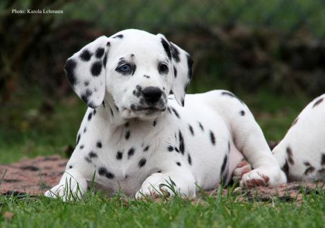 Yes we Can vom Teutoburger Wald (Hündin | weiß-schwarz)