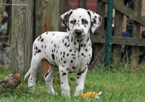 Yellow Autumn vom Teutoburger Wald (Hündin | weiß-braun)