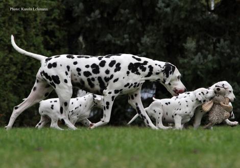 Mama Obonya´s Pride Anna-Ariella mit ihrem Y-Wurf vom Teutoburger Wald