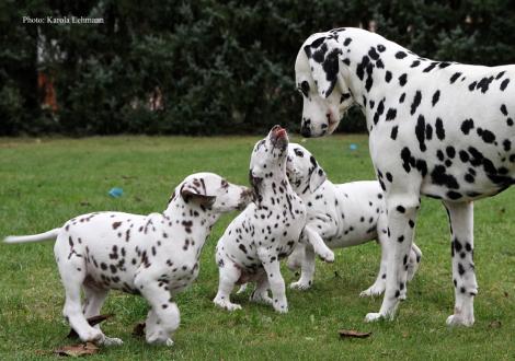 Fast komplett: Y-Wurf vom Teutoburger Wald