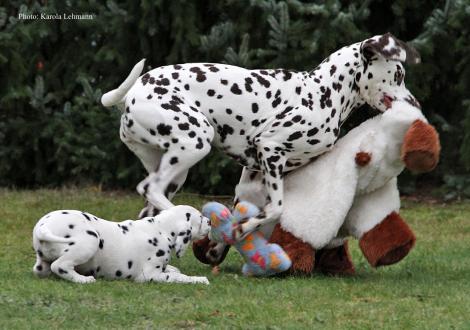 Cousine Christi ORMOND Knjazjouna Kyra mit Yes we Can vom Teutoburger Wald