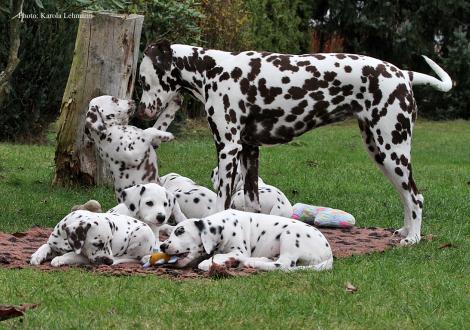 Tante United Pleasure vom Teutoburger Wald mit dem Y-Wurf vom Teutoburger Wald