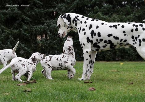 Opa Spotnik´s First Farao For Ormond mit seinen Enkeln Ypsilon Wing und Yellow Autumn vom Teutoburger Wald