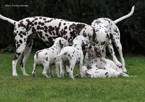 Tante United Pleasure vom Teutoburger Wald und Cousine Christi ORMOND Knjazjouna Kyra mit dem Y-Wurf vom Teutoburger Wald