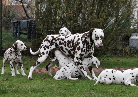 Tante United Pleasure vom Teutoburger Wald mit dem Y-Wurf vom Teutoburger Wald