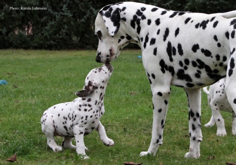 Opa Spotnik´s First Farao For Ormond mit seiner Enkeltochter Yellow Autumn vom Teutoburger Wald