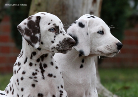 Yellow Autumn mit ihrem Bruder Your Eminenz vom Teutoburger Wald