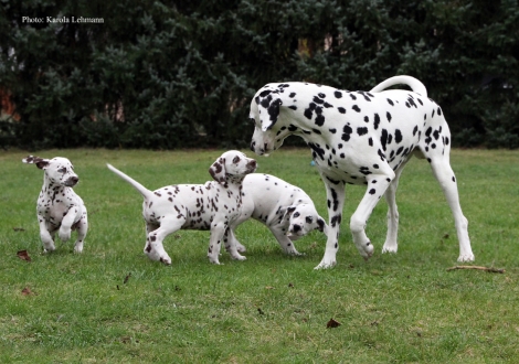 Opa Spotnik´s First Farao For Ormond mit seinen Enkeln Ypsilon Wing, Yellow Autumn und Yard Protector vom Teutoburger Wald