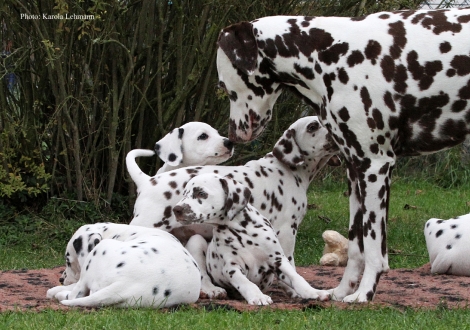 Tante United Pleasure vom Teutoburger Wald mit dem Y-Wurf vom Teutoburger Wald