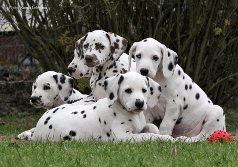 Yes we Can, Yellow Autumn, Your Eminenz und Yasmin Bloom vom Teutoburger Wald