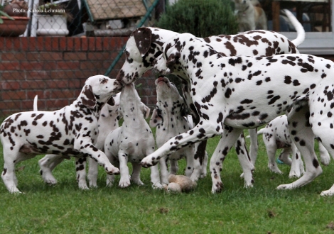 Tante United Pleasure vom Teutoburger Wald und Cousine Christi ORMOND Knjazjouna Kyra mit dem Y-Wurf vom Teutoburger Wald