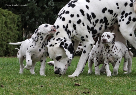 Opa Spotnik´s First Farao For Ormond mit seinen Enkeln Yellow Autumn und Yard Protector vom Teutoburger Wald