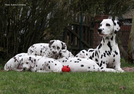 Mama Obonya´s Pride Anna-Ariella mit ihrem Y-Wurf vom Teutoburger Wald