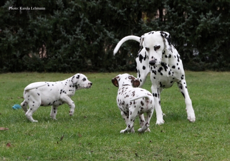 Opa Spotnik´s First Farao For Ormond mit seinen Enkeln Ypsilon Wing und Yard Protector vom Teutoburger Wald