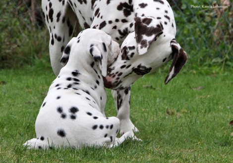 Cousine Christi ORMOND Knjazjouna Kyra mit Yupiter Moon vom Teutoburger Wald