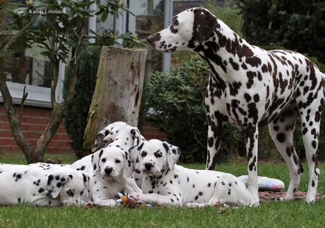 Tante United Pleasure vom Teutoburger Wald mit dem Y-Wurf vom Teutoburger Wald