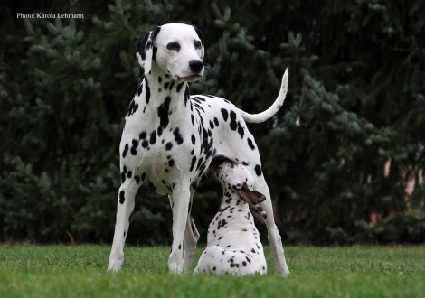 Mama Obonya´s Pride Anna-Ariella mit ihrer Tochter Yellow Autumn vom Teutoburger Wald
