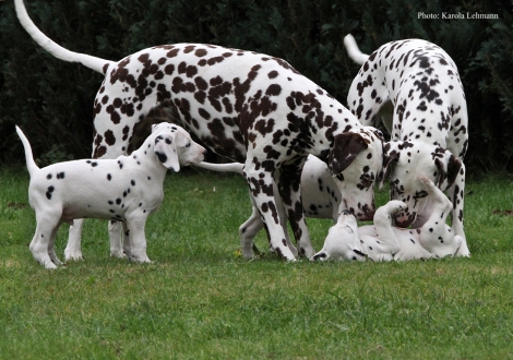 Tante United Pleasure vom Teutoburger Wald und Cousine Christi ORMOND Knjazjouna Kyra mit Your Eminenz und Yasmin Bloom vom Teutoburger Wald