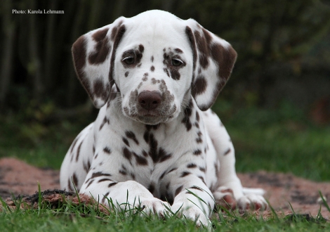 Ypsilon Wing vom Teutoburger Wald