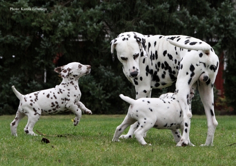 Opa Spotnik´s First Farao For Ormond mit seinen Enkeln Ypsilon Wing und Yard Protector vom Teutoburger Wald